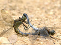 Großer Blaupfeil (Orthetrum cancellatum), Paarungsrad - DE (HH)