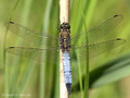 Großer Blaupfeil (Orthetrum cancellatum), Männchen - DE (MV)