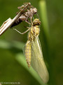 Großer Blaupfeil (Orthetrum cancellatum), Männchen kurz nach dem Schlupf - DE (MV)