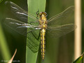 Großer Blaupfeil (Orthetrum cancellatum), Männchen kurz nach dem Schlupf - DE (MV)