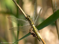 Großer Blaupfeil (Orthetrum cancellatum), Weibchen kurz nach dem Schlupf - DE (MV)