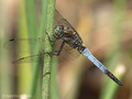 Großer Blaupfeil (Orthetrum cancellatum), Männchen - FR (Korsika, Balagne)