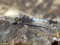 Großer Blaupfeil (Orthetrum cancellatum), Männchen - FR (Korsika, Balagne)