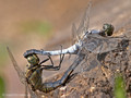Großer Blaupfeil (Orthetrum cancellatum), Paarungsrad - FR (Korsika, Balagne)
