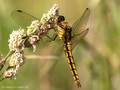 Großer Blaupfeil (Orthetrum cancellatum), junges Weibchen - DE (MV)