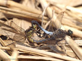 Großer Blaupfeil (Orthetrum cancellatum), Paarungsrad - DE (SH)