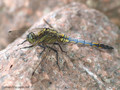 Großer Blaupfeil (Orthetrum cancellatum), unausgefärbtes Männchen- DE (SH)