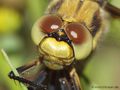 Großer Blaupfeil (Orthetrum cancellatum), Kopfportrait eines Weibchen - DE (SH)