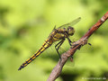 Großer Blaupfeil (Orthetrum cancellatum), Weibchen - DE (MV)