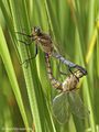 Großer Blaupfeil (Orthetrum cancellatum), Paarungsrad - DE (MV)