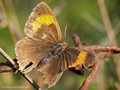 Nierenfleck-Zipfelfalter (Thecla betulae), altes Weibchen - DE (MV)