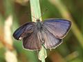 Blauer Eichen-Zipfelfalter (Favonius quercus), Männchen - DE (NI)