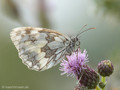Schachbrett (Melanargia galathea) - DE (NI)