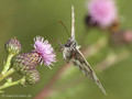 Schachbrett (Melanargia galathea) - DE (NI)