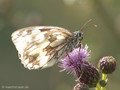 Schachbrett (Melanargia galathea) - DE (NI)