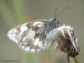 Schachbrett (Melanargia galathea) - DE (NI)