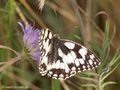 Schachbrett (Melanargia galathea) - DE (NI)