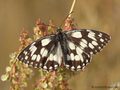 Schachbrett (Melanargia galathea) - DE (NI)