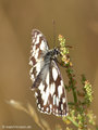 Schachbrett (Melanargia galathea) - DE (NI)