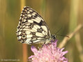 Schachbrett (Melanargia galathea) - DE (NI)