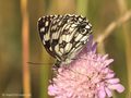 Schachbrett (Melanargia galathea) - DE (NI)