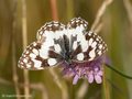 Schachbrett (Melanargia galathea) - DE (NI)