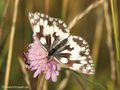 Schachbrett (Melanargia galathea) - DE (NI)