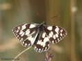 Schachbrett (Melanargia galathea) - DE (NI)