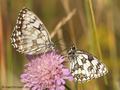 Schachbrett (Melanargia galathea) - DE (NI)