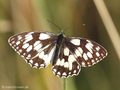 Schachbrett (Melanargia galathea) - DE (NI)