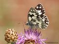 Schachbrett (Melanargia galathea) - DE (MV)