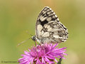 Schachbrett (Melanargia galathea) - DE (MV)
