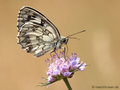 Schachbrett (Melanargia galathea) - DE (MV)
