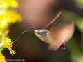 Taubenschwänzchen (Macroglossum stellatarum) - FR (Korsika, Balagne)