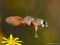 Taubenschwänzchen (Macroglossum stellatarum) - FR (Korsika, Balagne)
