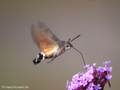 Taubenschwänzchen (Macroglossum stellatarum) - DE (MV)