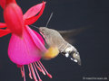 Taubenschwänzchen (Macroglossum stellatarum) - DE (MV)