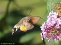 Taubenschwänzchen (Macroglossum stellatarum) - DE (MV)