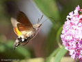 Taubenschwänzchen (Macroglossum stellatarum) - DE (MV)