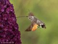 Taubenschwänzchen (Macroglossum stellatarum) - DE (MV)