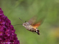 Taubenschwänzchen (Macroglossum stellatarum) - DE (MV)