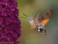 Taubenschwänzchen (Macroglossum stellatarum) - DE (MV)