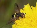 Zweiband-Wespenschwebfliege (Chrysotoxum bicinctum), Männchen - DE (NI)