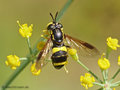 Zweiband-Wespenschwebfliege (Chrysotoxum bicinctum), Weibchen - DE (MV)