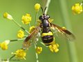 Zweiband-Wespenschwebfliege (Chrysotoxum bicinctum), Weibchen - DE (MV)
