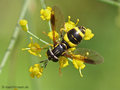 Zweiband-Wespenschwebfliege (Chrysotoxum bicinctum), Weibchen - DE (MV)