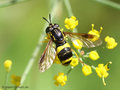 Zweiband-Wespenschwebfliege (Chrysotoxum bicinctum), Weibchen - DE (MV)
