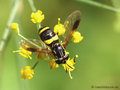 Zweiband-Wespenschwebfliege (Chrysotoxum bicinctum), Weibchen - DE (MV)