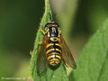 Chrysotoxum elegans, Männchen - DE (NI)