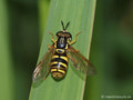 Chrysotoxum elegans, Männchen - DE (NI)